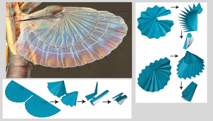 昆虫界で最もコンパクト：ハサミムシの扇子の展開図設計法が明らかに